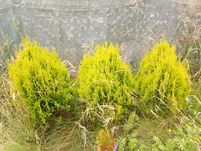 Zywotnik wschodni aurea nana platycladus  donica