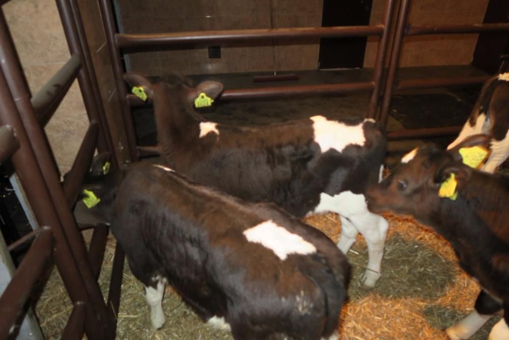 Byczki i jałówki mięsne NCB cielaki cielęta byki sprzedaż cieląt