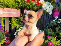 Wyjątkowa suczka Chihuahua krótkowłosa