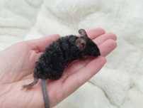Mysz Dumbo Black Rex (samica) MASSON