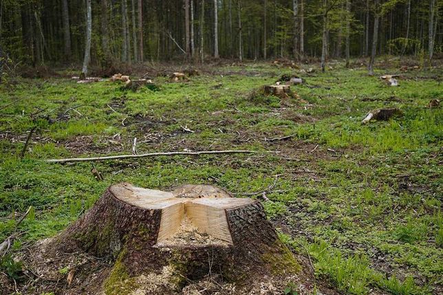 Koszenie Traw Karczowanie Wycinka Drzew Przycinanie Tui Prace Ogrodowe