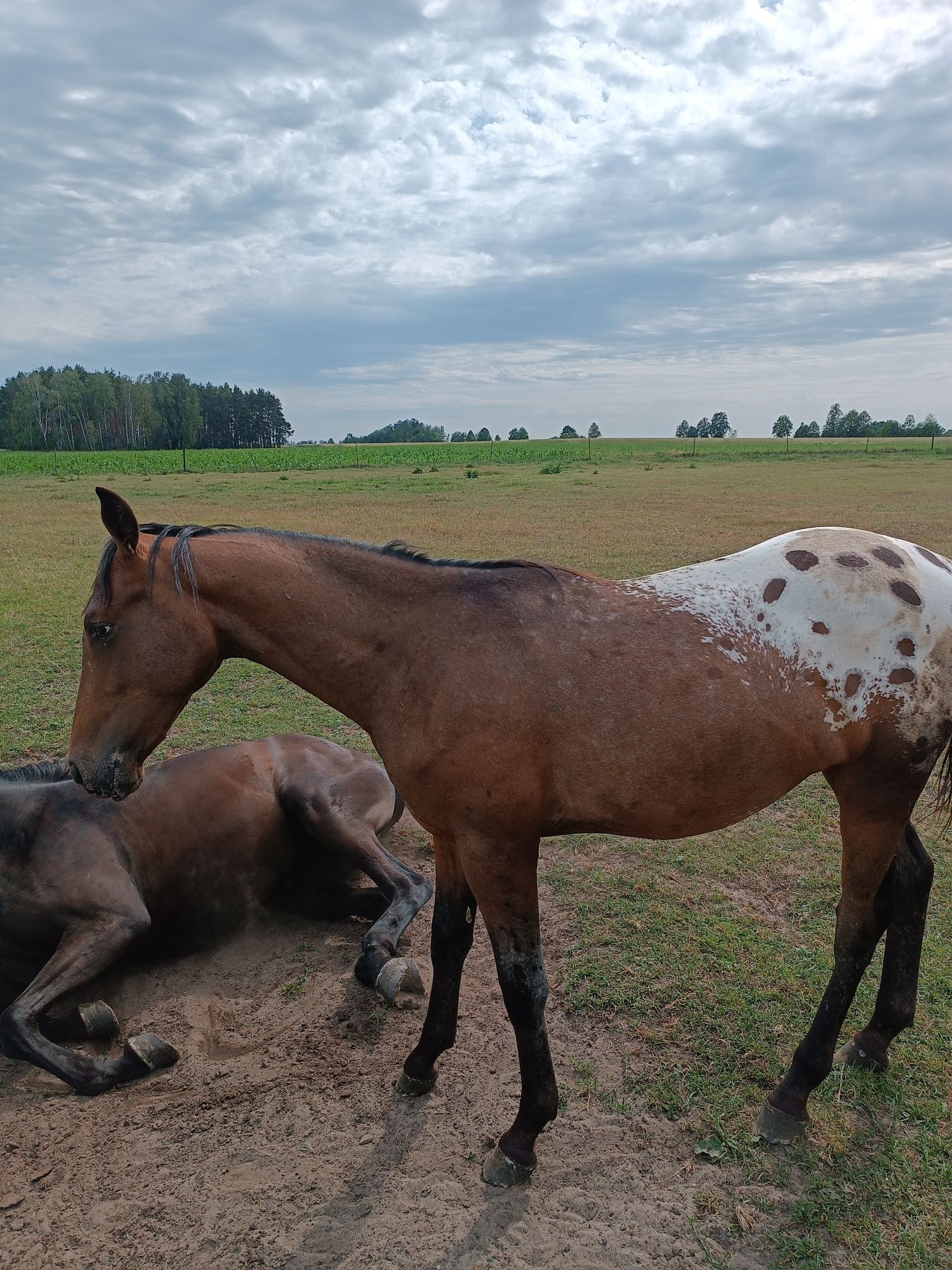 Sprzedam ogierka małopolskiego tarantowaty