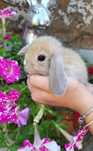 Mini lop króliczki