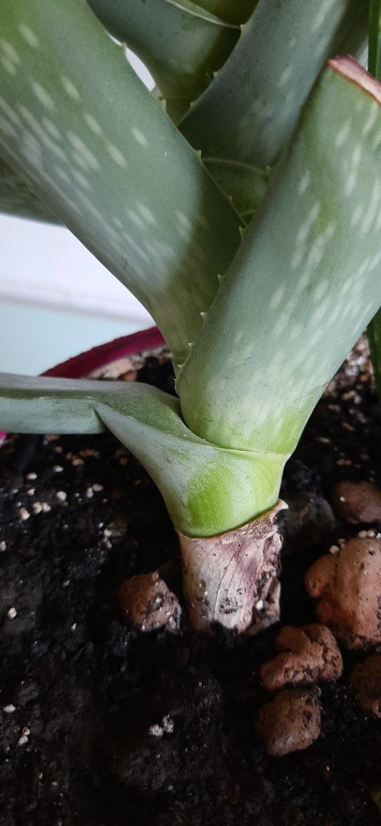 АЛОЕ ВЕРА лікувальний домашній, вазон ALOE VERA комнатный, квітка Алоє