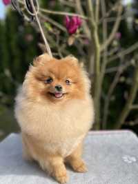 Pomeranian, Szpic Miniaturowy FCI , ZkwP