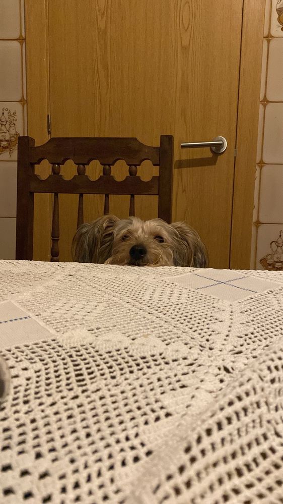 Doação yorkshire