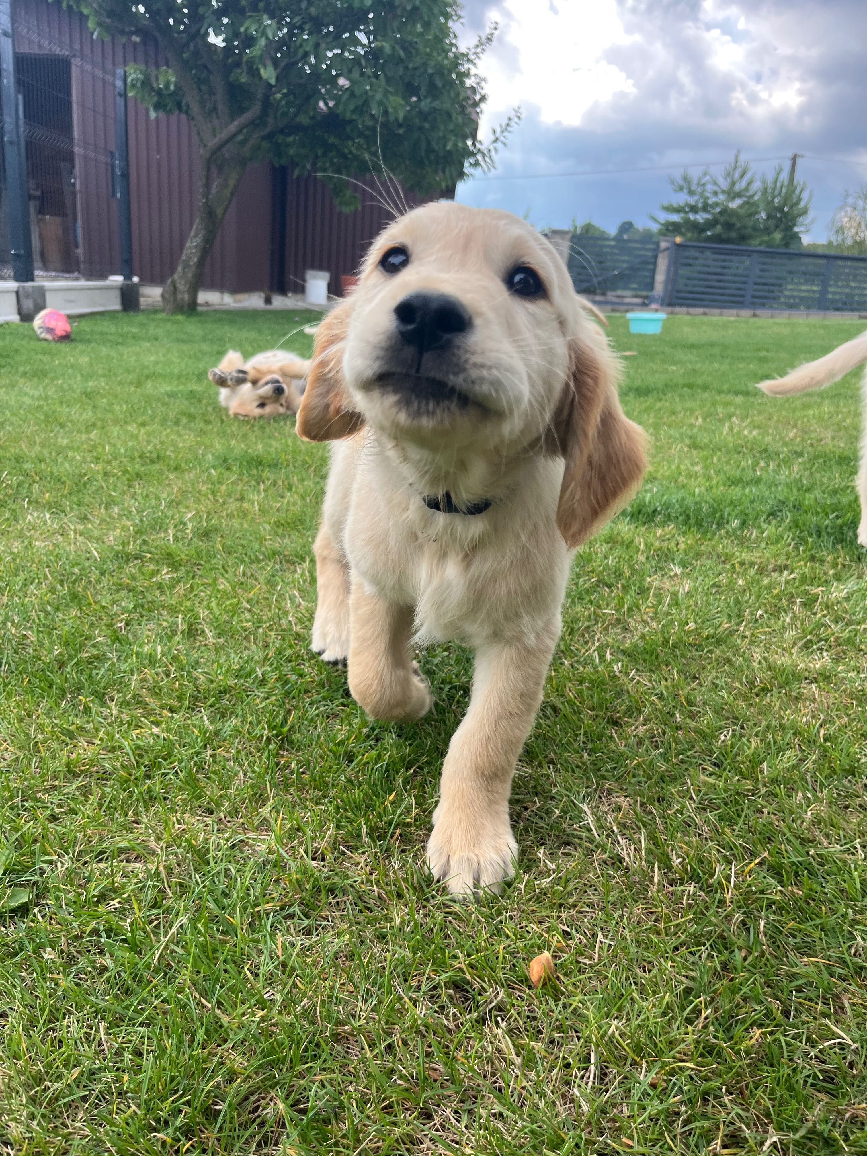 Golden retriever piesek