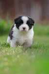 Border Collie Zkpw Wrocław - piesek