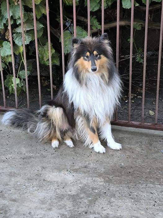 Вязка коллі хлопчик 2 роки.