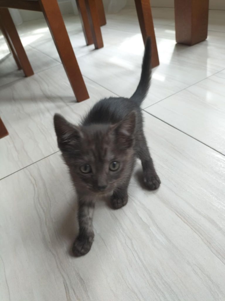 Kotek szuka nowego domu
