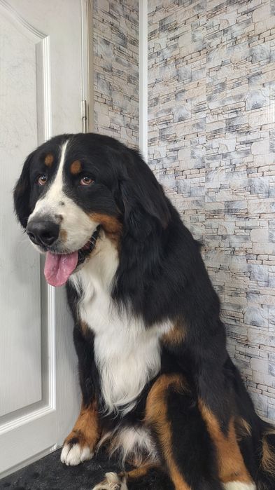 Грумінг Житомир!