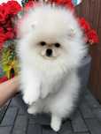 Szpic miniaturowy Pomeranian BOO ZKwP