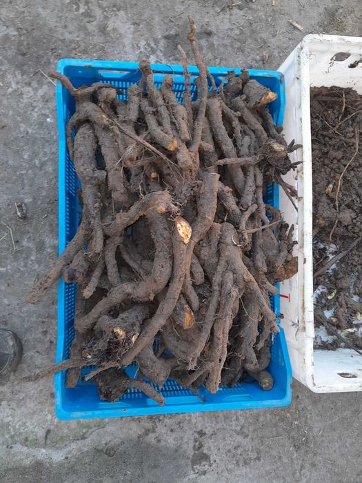 Żywokost żywokost zywokost korzeń korzen świeży