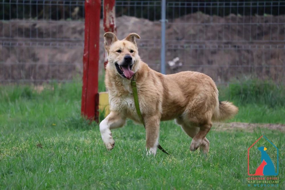 Piesek Toro szuka domu