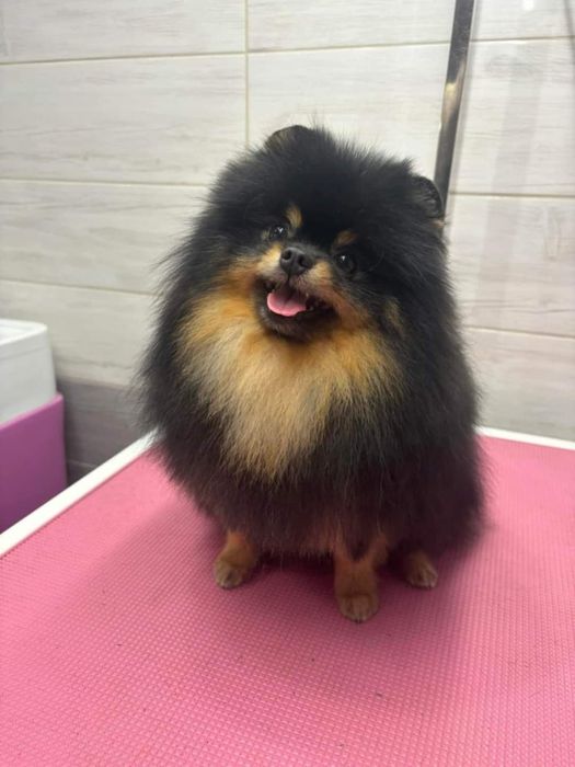 Szpic miniaturowy Pomeranian FCI