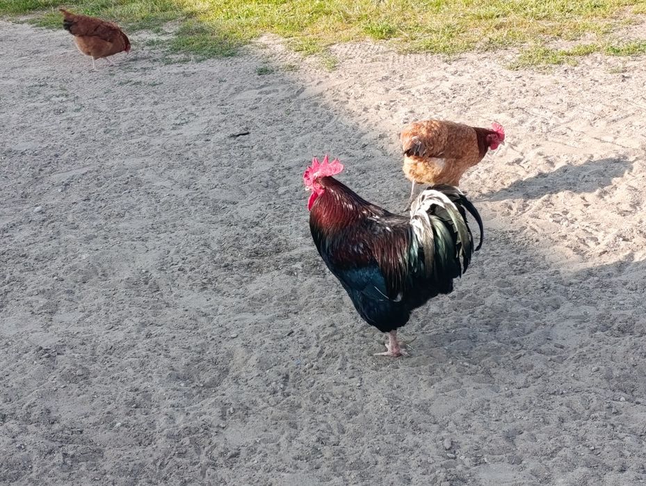 Sprzedam jajka od kur z własnego gospodarstwa