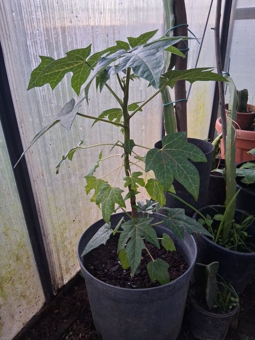 Papaia pronta para a terra.