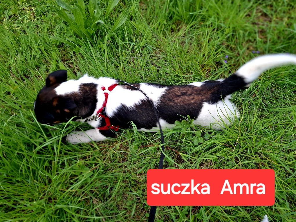 Milutka suczka !!! Jack Russell krótkie nózki  rodzice w hodowli