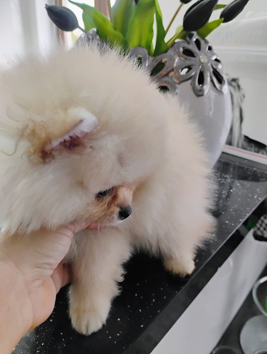 Sprzedam szpica pomerianiana