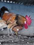 Galo Andaluza Surenha Morucha