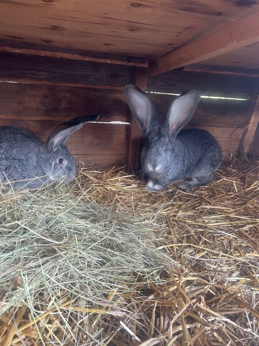 Belgijski Olbrzym Szynszylowaty