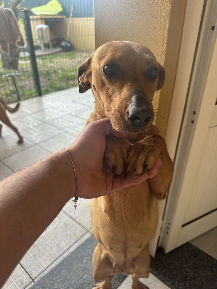 Para Adoção Responsavel