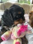 Samiec Cavalier King Charles Spaniel FCI