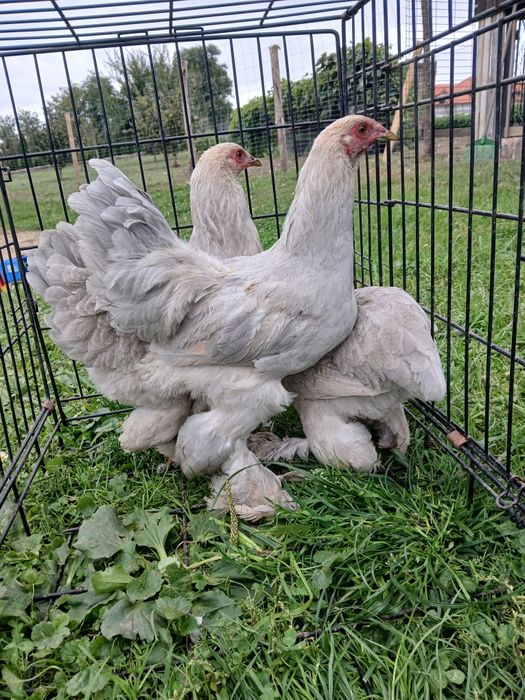 Kury ozdobne, wayndotte, brahmy