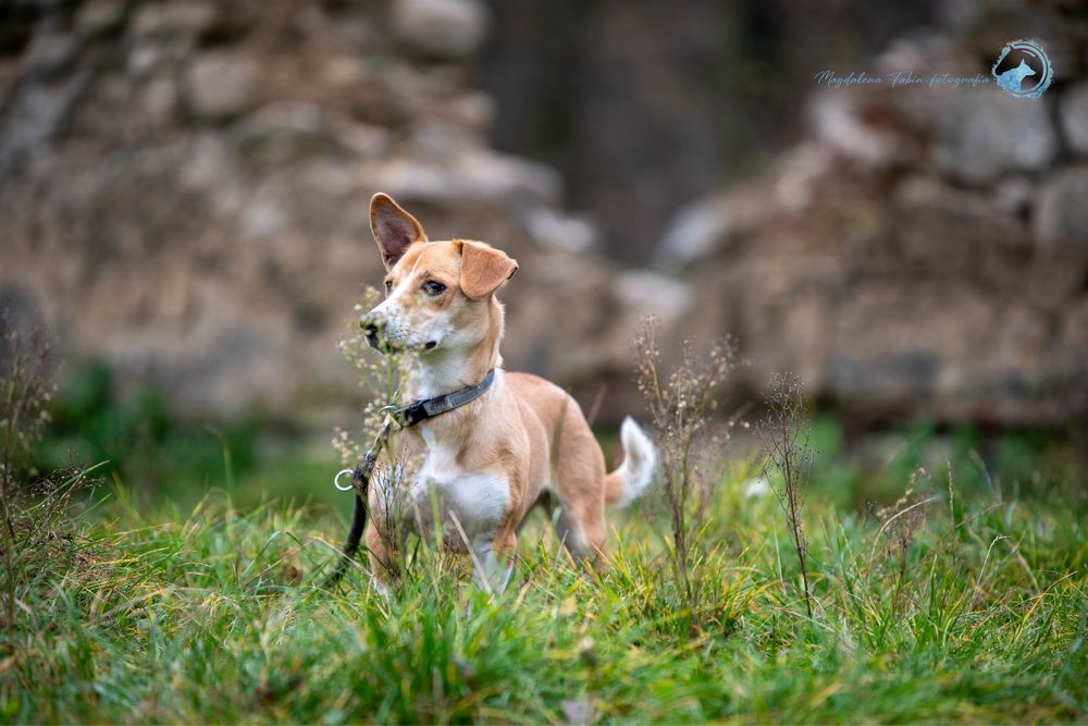 Młoda sunia Szajba szuka domu