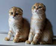 Kotka Szkocka Zwisłoucha PZF WCF , Scottish Fold