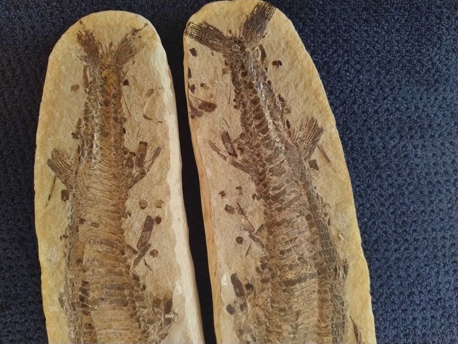 Skamielina ryby split duży okaz Vinctifer Comptoni Kreda