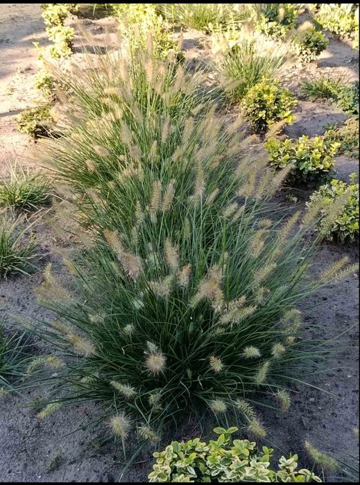 Пеннисетум Литл Банни