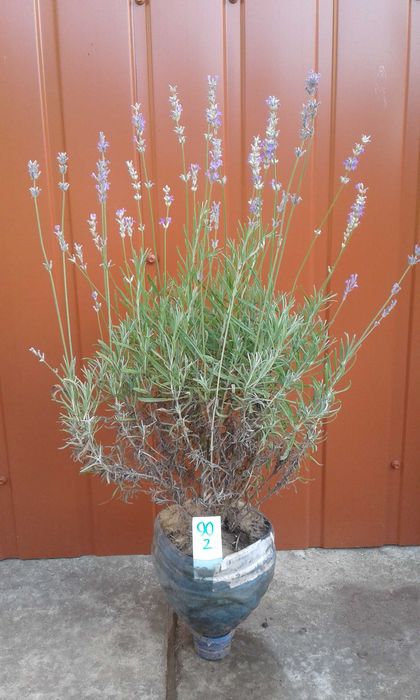 Лаванда зимостійка, англійська  - 5 сортів (біла, рожева, фіолетова)