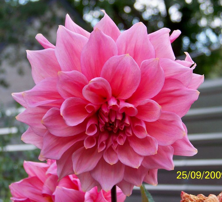 Георгіна або Жоржина