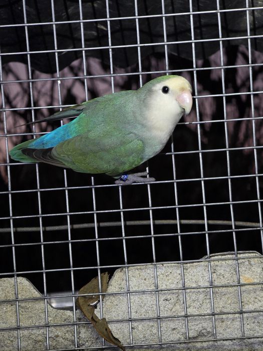 Roseicollis para venda