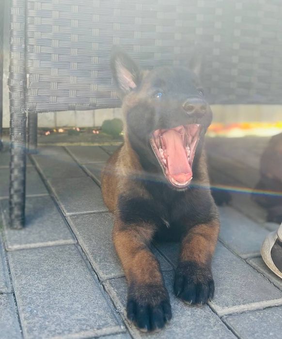 Цуценята малінуа, бельгійська вівчарка