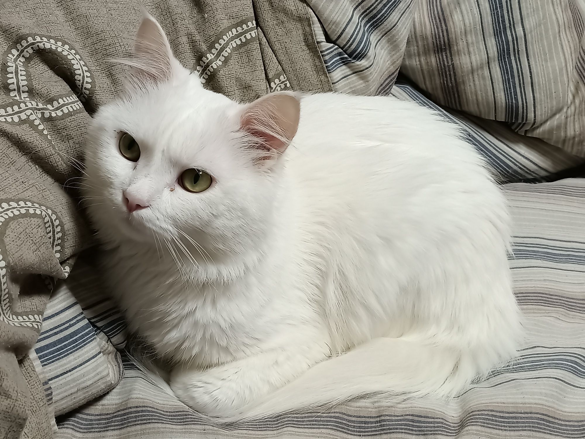Срочно ищет новый дом ласковый кот белый пушистый