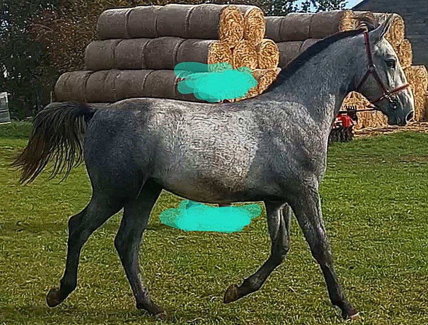 Ogier, ogierek Śląski