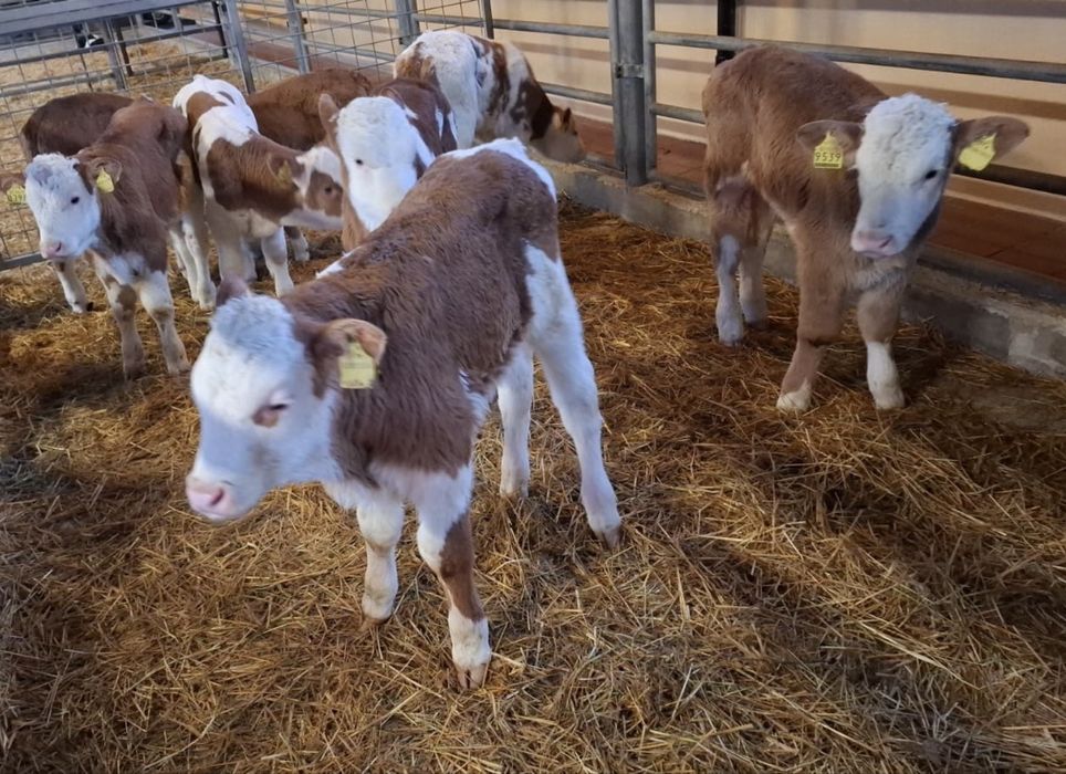 Sprzedam byki oraz jałówki