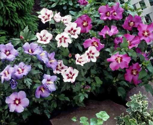 Декоративні рослини: лаванда, сакура, гібіскус, спірея, сирень, и т.д