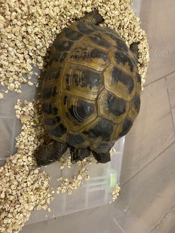 Черепаха среднеазиатская крупная особь 20 см