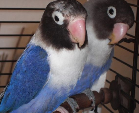 Попугаи неразлучники синего цвета очень красивые