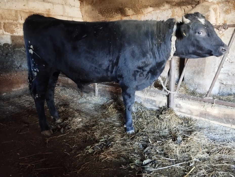 Jałówka do zacielenia i byk