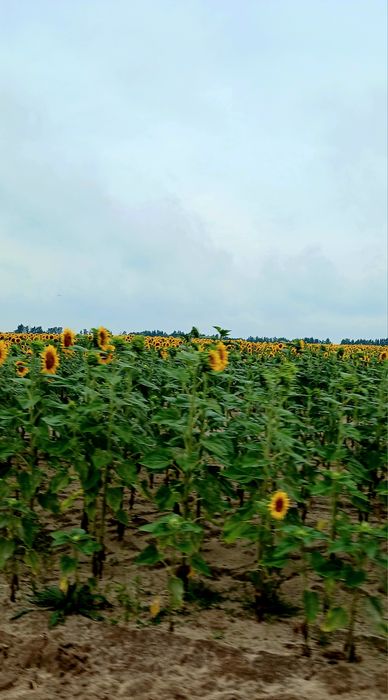 Продам земельну ділянку