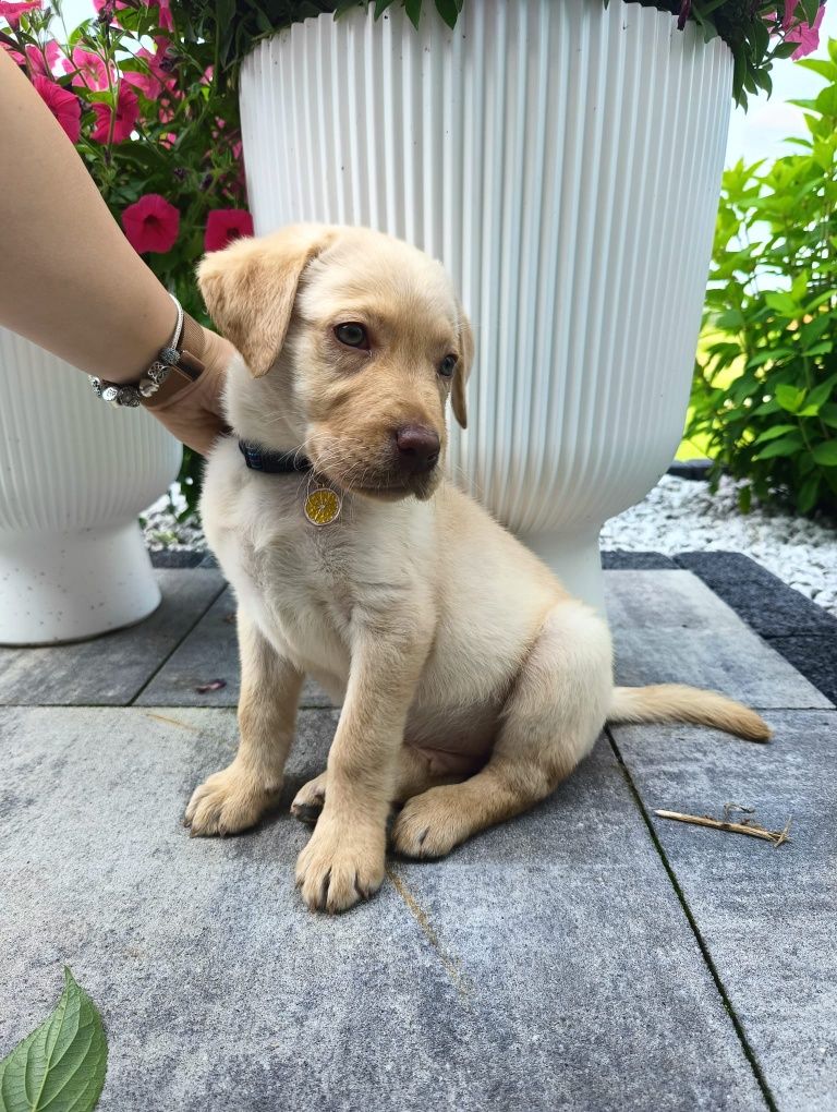 Labrador retriever biszkoptowy gotowy do odbioru ostatni piesek