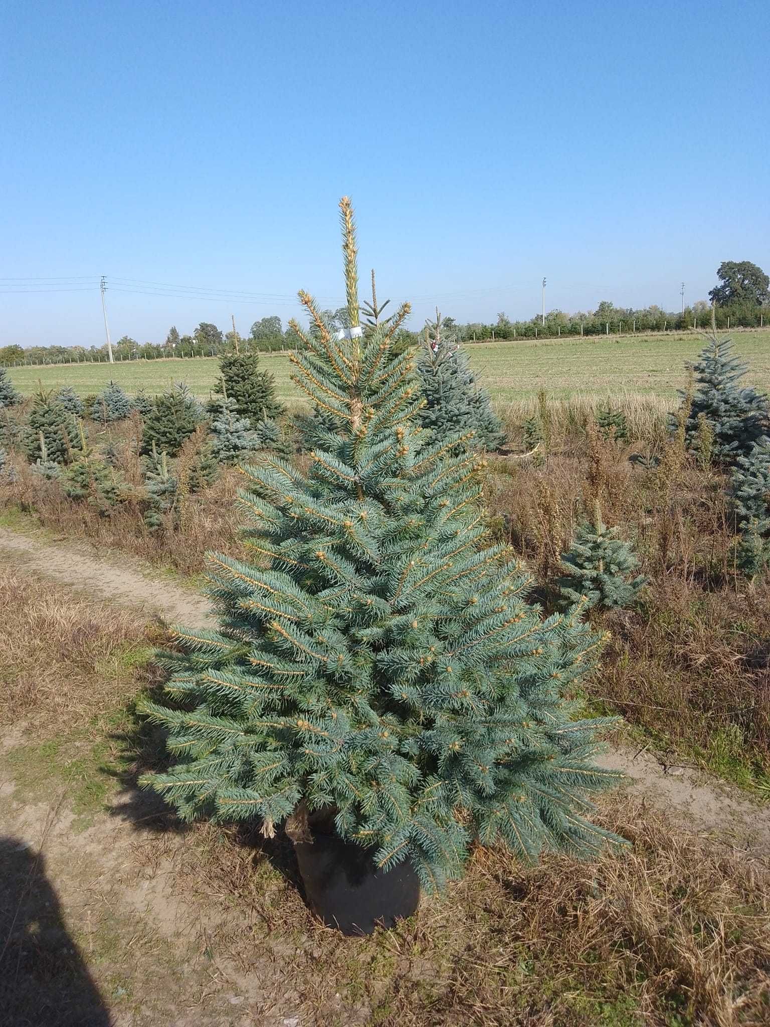 Świerk srebrny 50-150cm