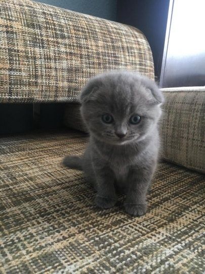 Вислоухие котята