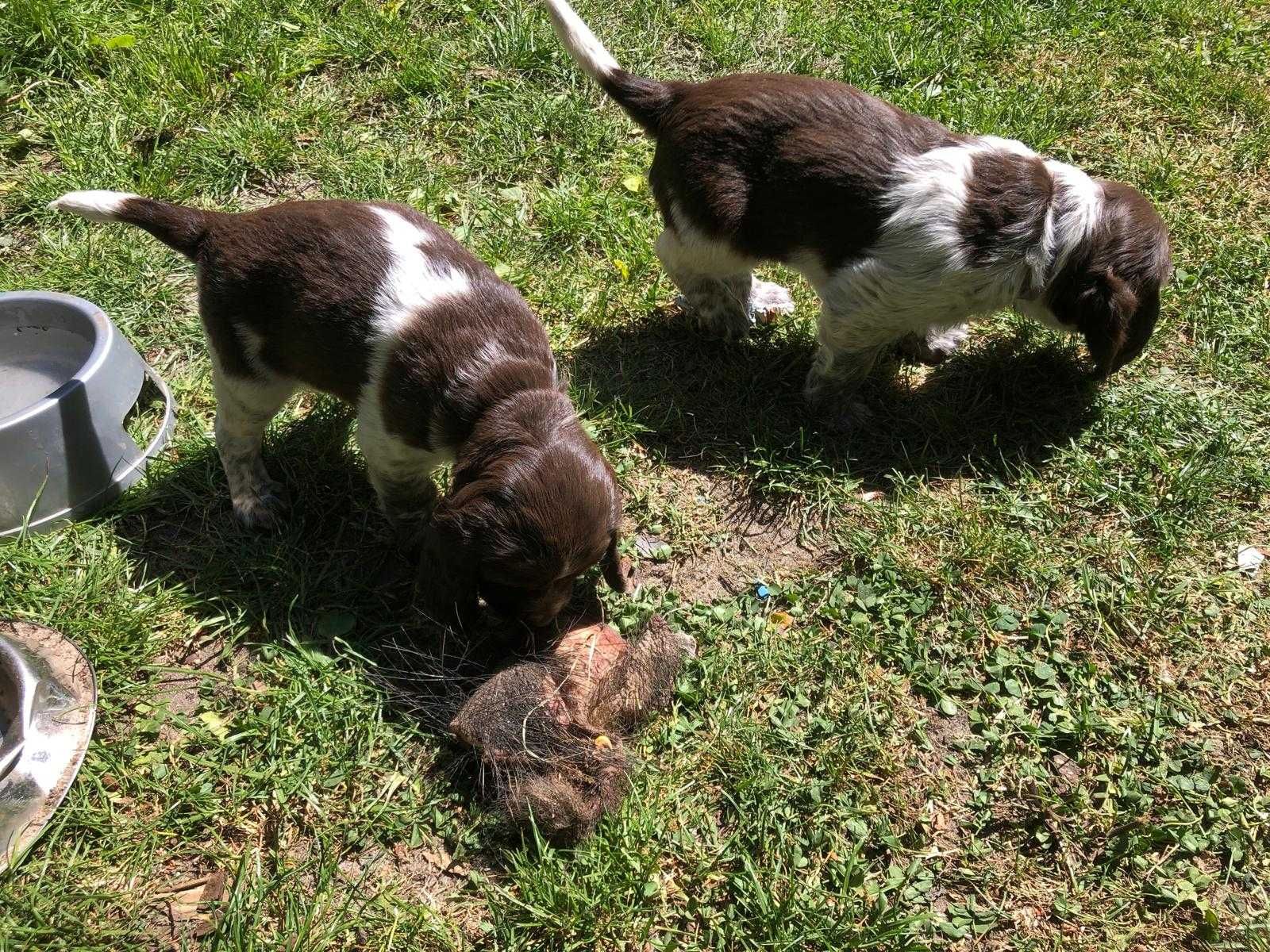 Szczenięta Polski Spaniel Myśliwski Czarty Borowe FCI