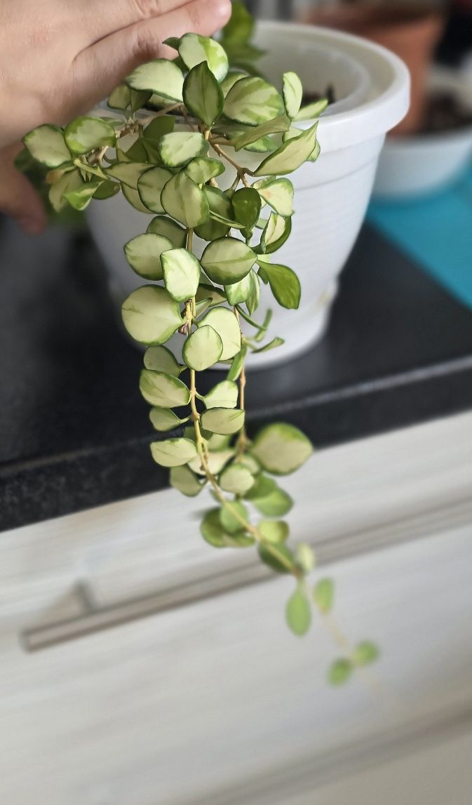 Hoya heuschkeliana variegata