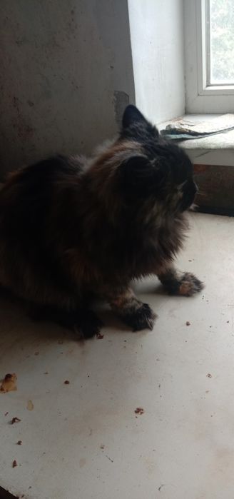 Кошка Молли бесплатно. Котята даром. Кошечка. Котенок